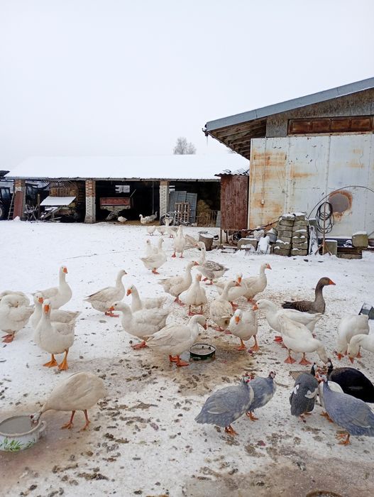 Samce perliki kolorowe.