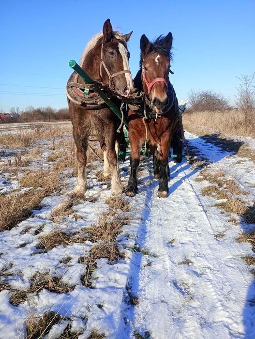 Klacz pełne pochodzenie Sztum okazja