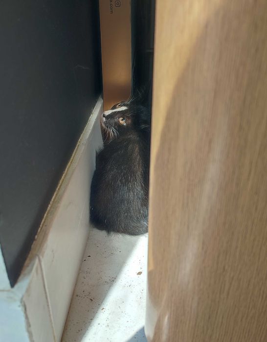 Adoção responsável gatinho macho