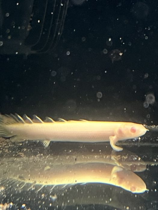 Polypterus senegalus albino 10cm
