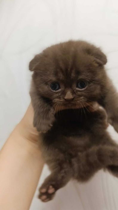 Киця висловуха шотландка. Скотіш фолд.