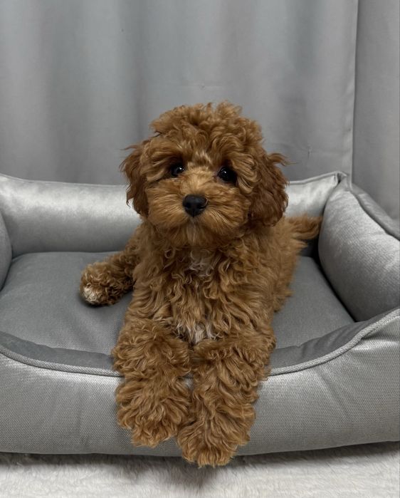 Неймовірна красуня дівчинка мальтипу ф2