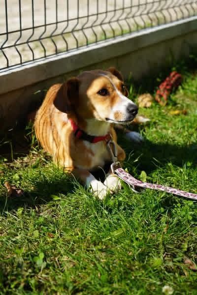 Kochana suczka do pilnej adopcji