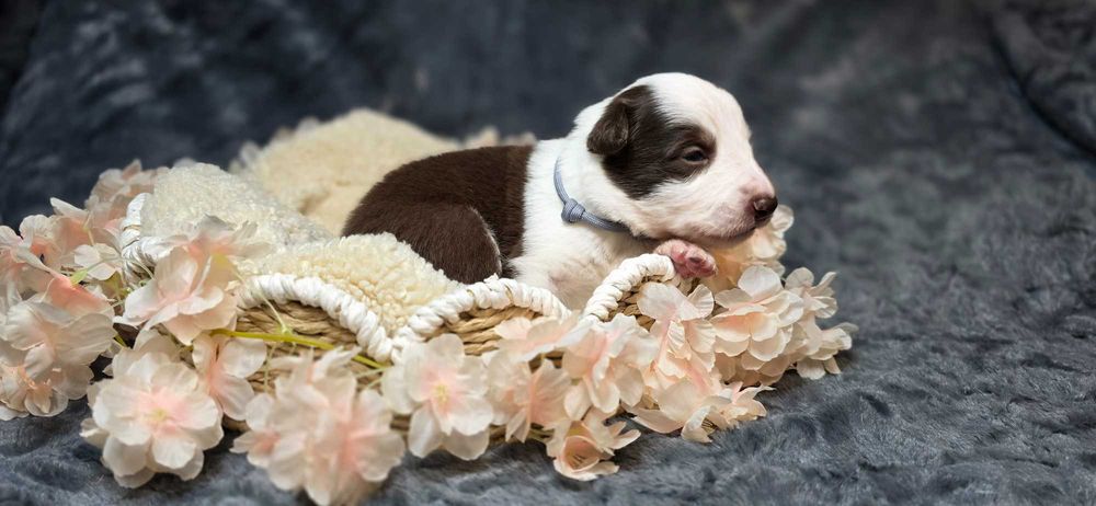 Border Collie Czekoladowy FCI ZKwP Rezerwacja