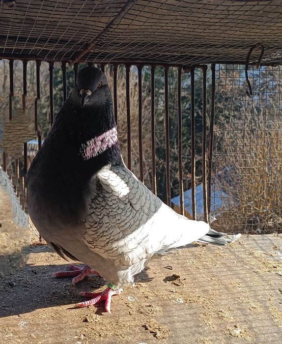 Gołębie różne rasy