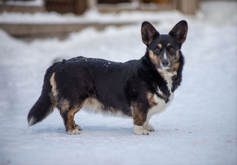 Доросла сука вельш коргі в хороші руки