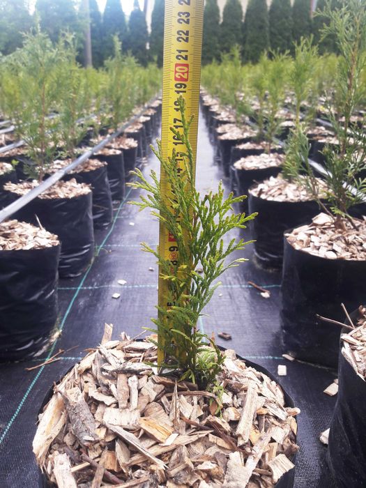 Tuja Szmaragd 90,100,110,120 cm doniczka 5 l TRANSPORT SADZENIE JAKOŚĆ