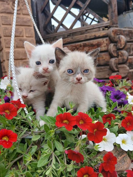 Продам котика , 1,5 міс