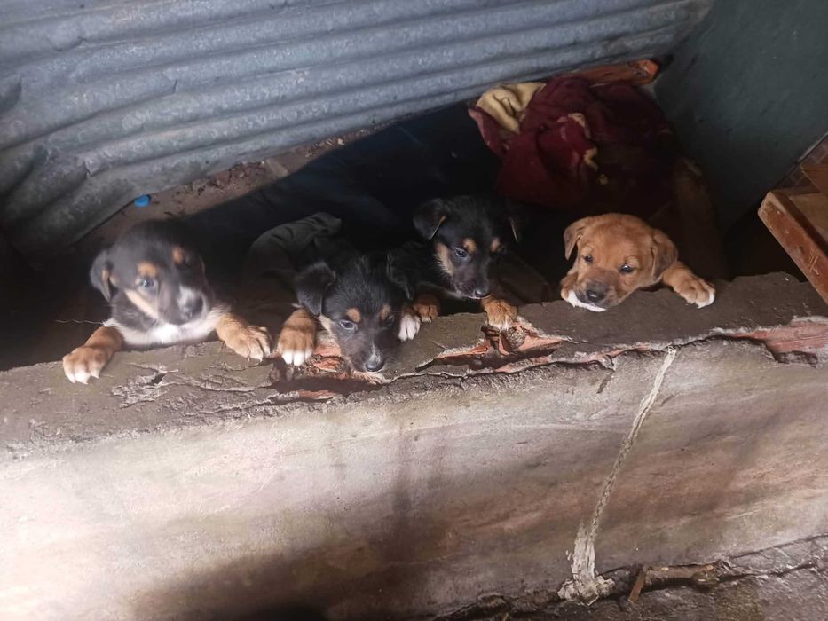 Cães bebés, filhos de pastora alemã
