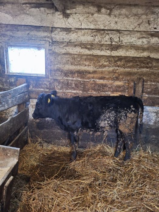 Sprzedam 4szt cielaków cielaki żeruny