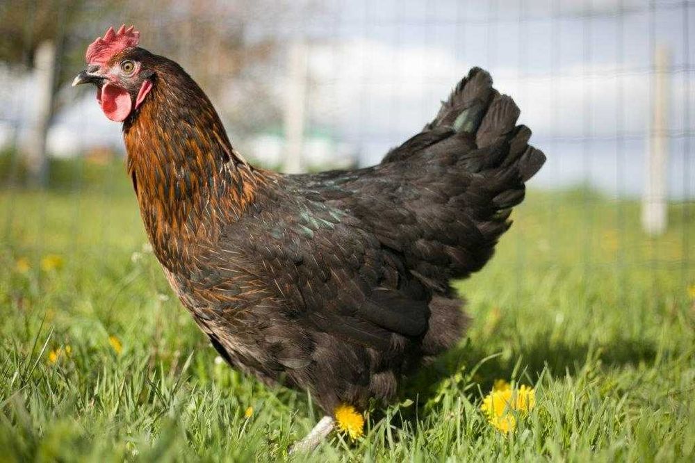 Kury nioski odchowane Rosa z dowozem Gratis