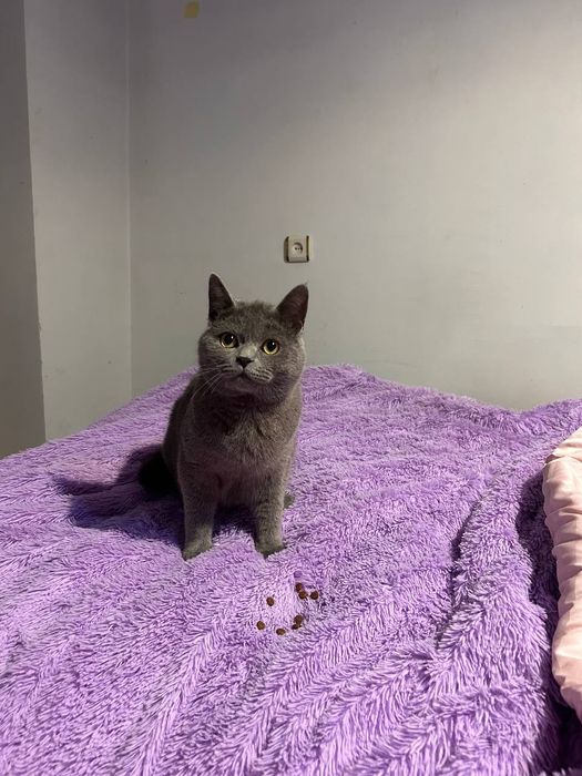 Віддаємо кошеня безкоштовно