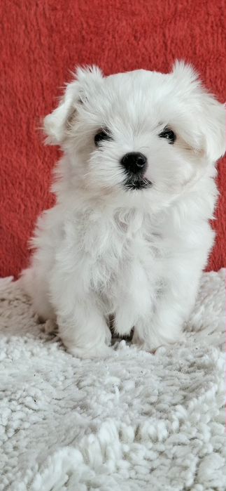 Maltańczyki Maltańczyk piesek rod 4pok.-pełny