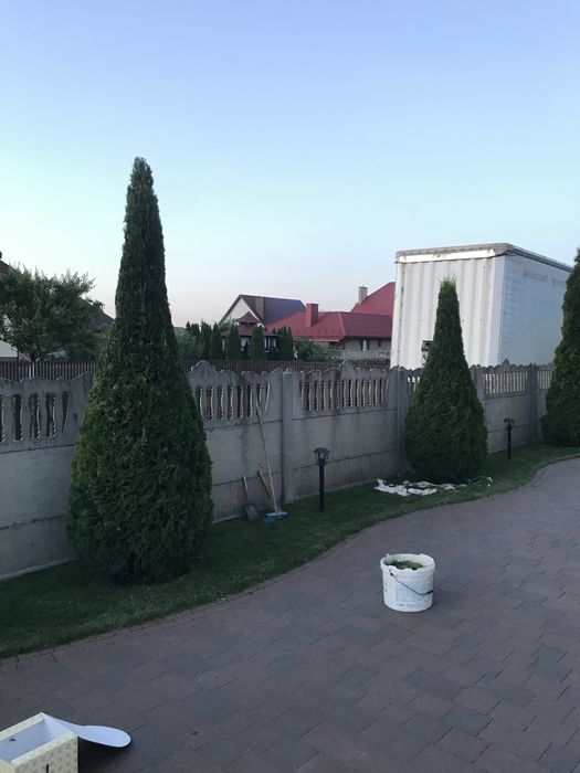Топіарна стрижка бонсай нівакі ландшафтний дизайн