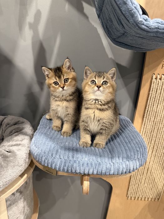 Kocurek Kot Brytysko Golden shaded