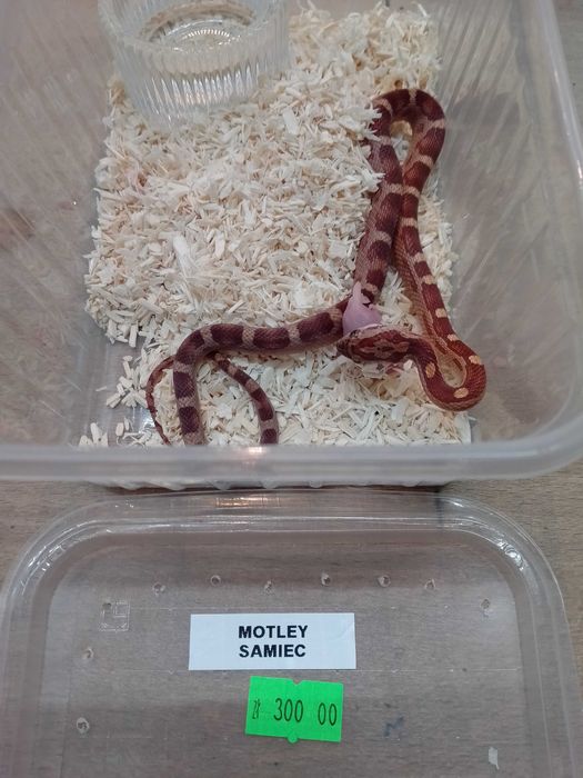 Wąż zbożowy nr 2 Motley SAMIEC- sklep terrarystyczny ANIMALE