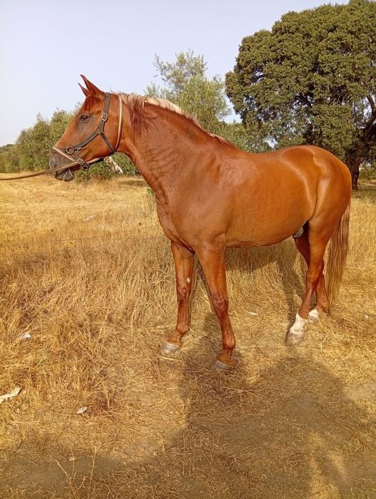 Cavalo manso montado
