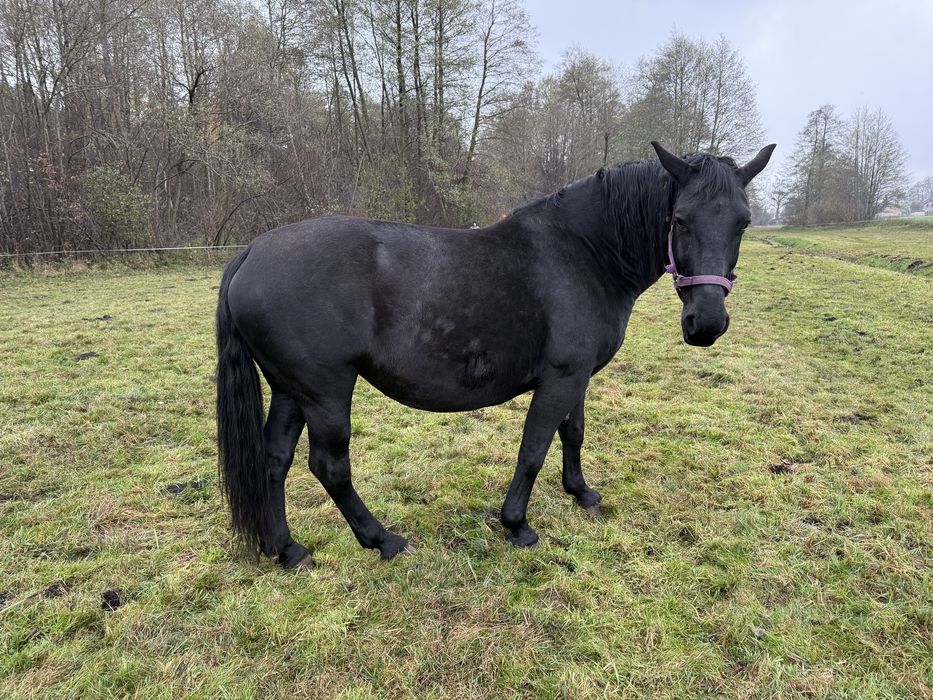 Klacz śląska źrebna