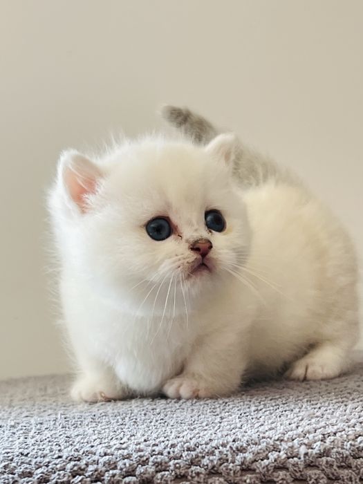 Манчкин мальчик