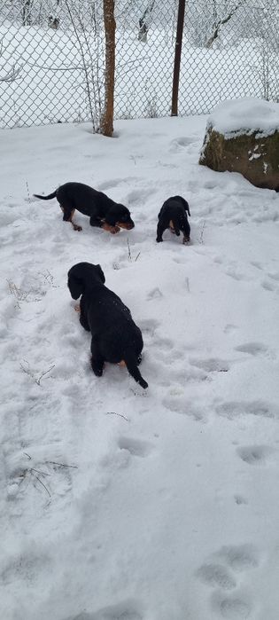 Карпатська гонча