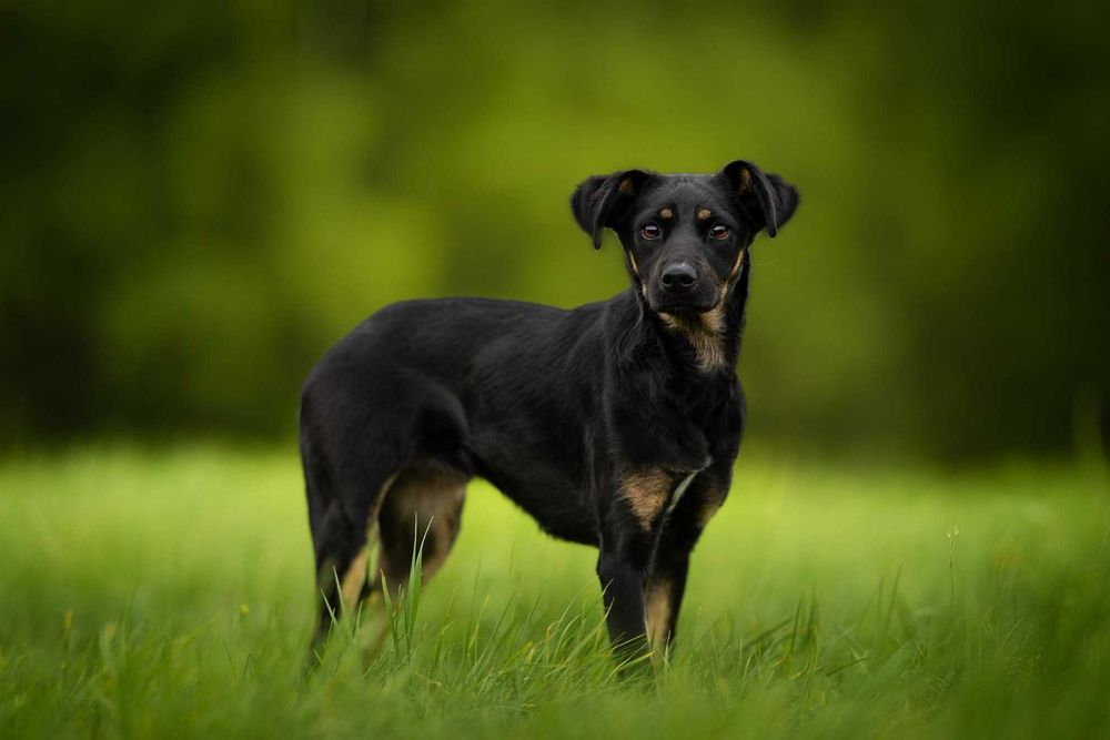 Daisy - śliczna sunieczka potrzebuje domku