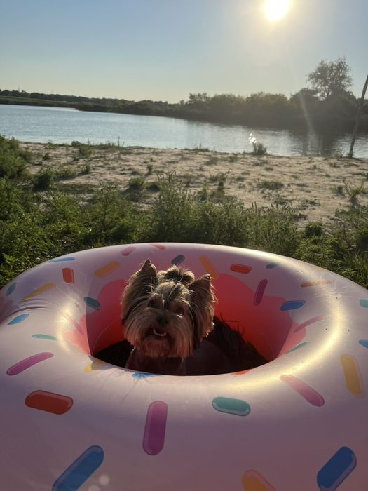 Вязка Йорка шоколад