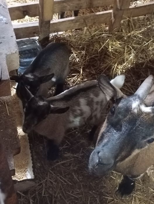 Cabritinho anão bonito