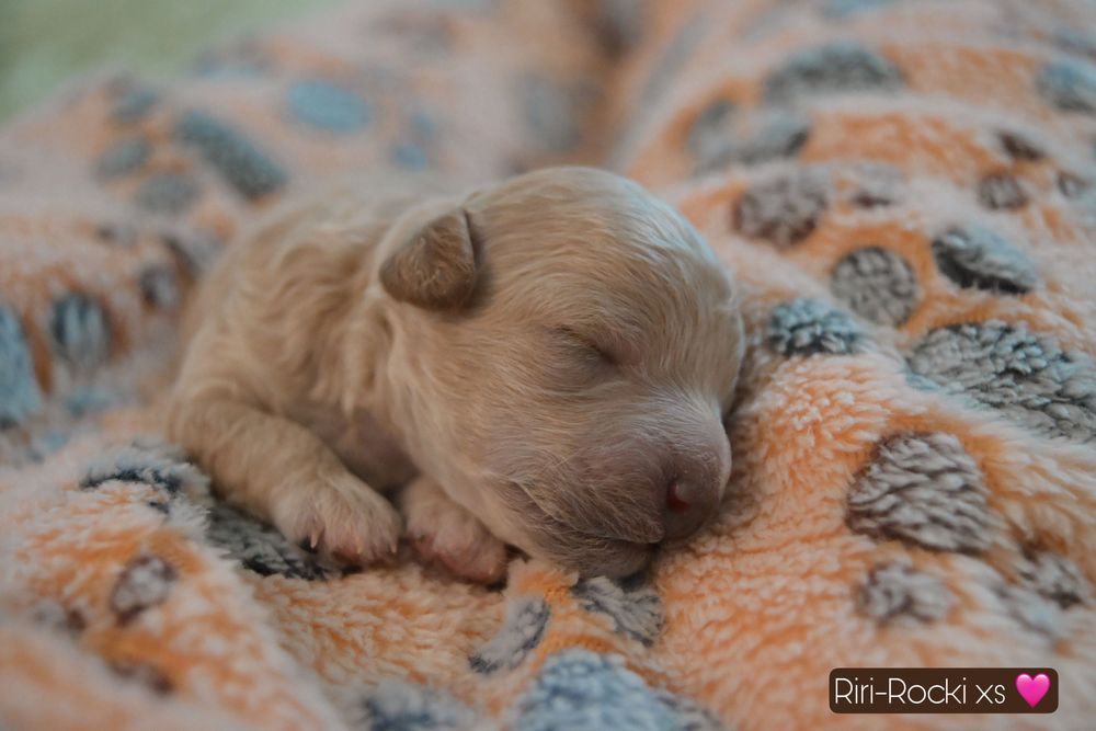 Maltipoo F1B szczeniaki po małych rodzicach