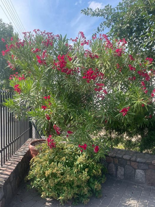Oleander duży - ok. 3 m