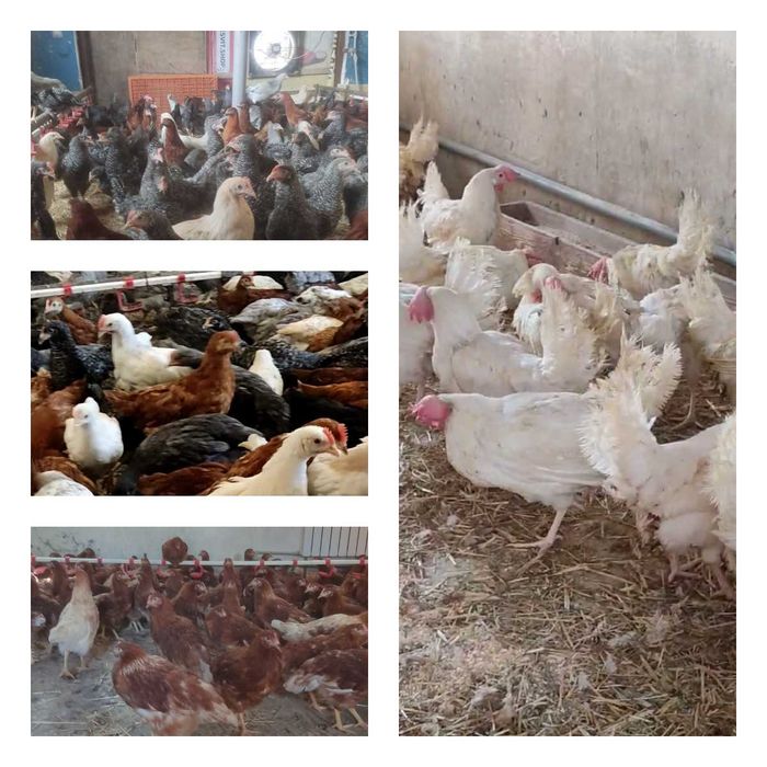 Продам кури несушки! Доставка безкоштовна. Новоукраїнка!