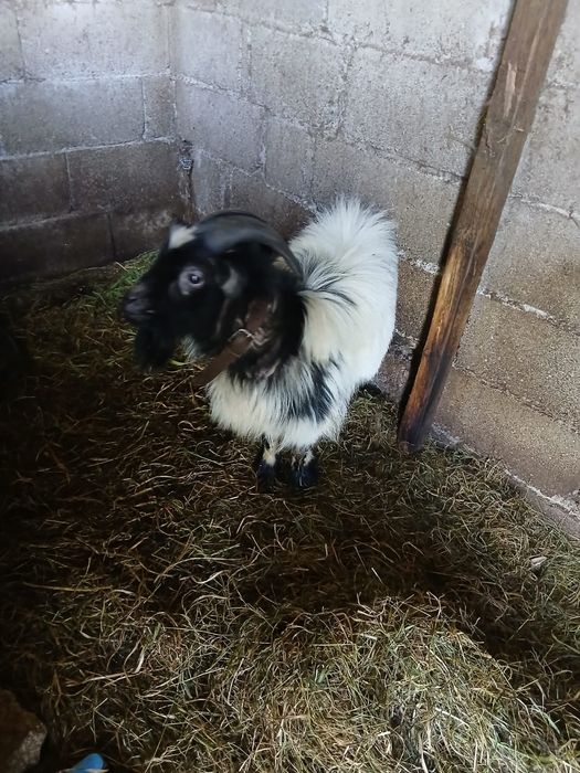 Vendo casal de cabritas