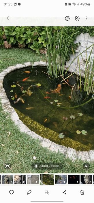 Peixes Cometas e pimpões