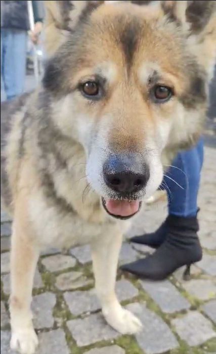 Cão Para Adoção Responsável