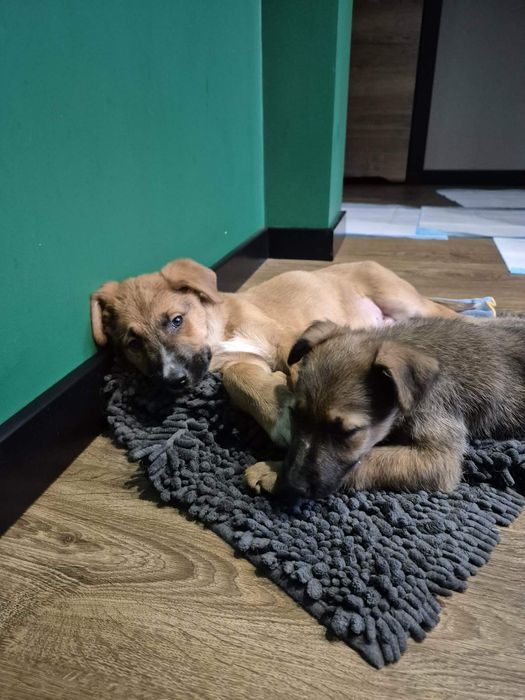 Szczeniaki do adopcji