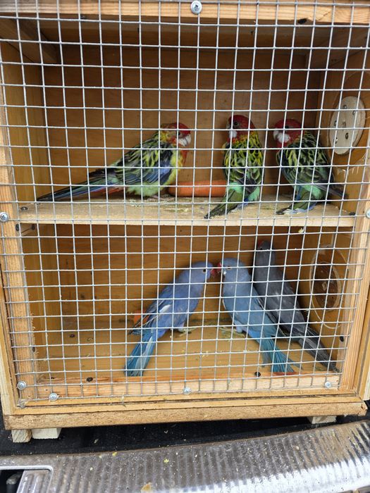 Aleksandretty obrożne