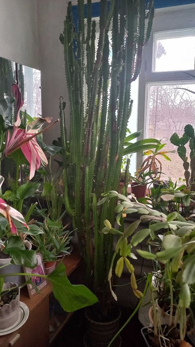Кактус цереус високий