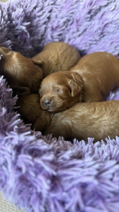 Piesek cavapoo f1b