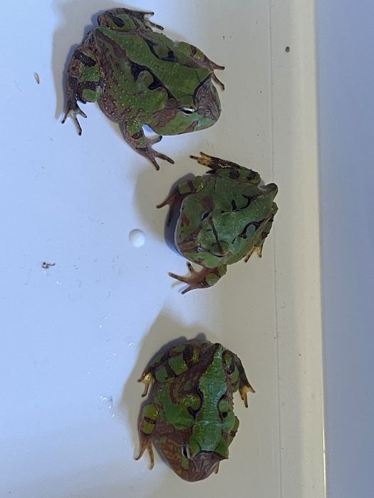 Żaba rogatą ceratophrys cornuta green