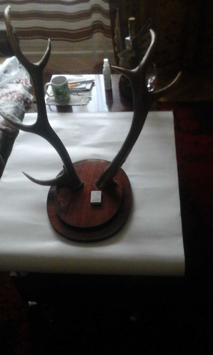 Рога украшение на стену.