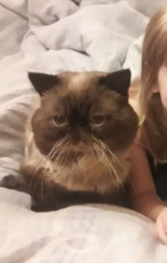 Kotka egzotyczna, krótkowlosy pers