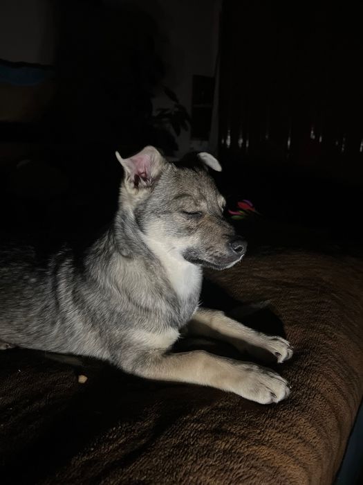 Собака Луна, дуже ніжна та чутлива