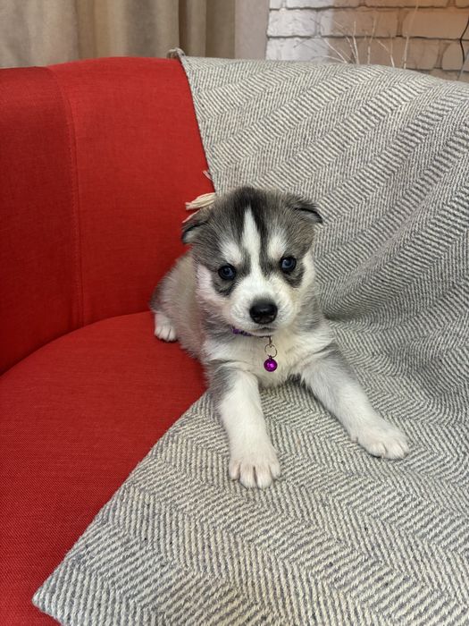 Щенки Сибирской Хаски