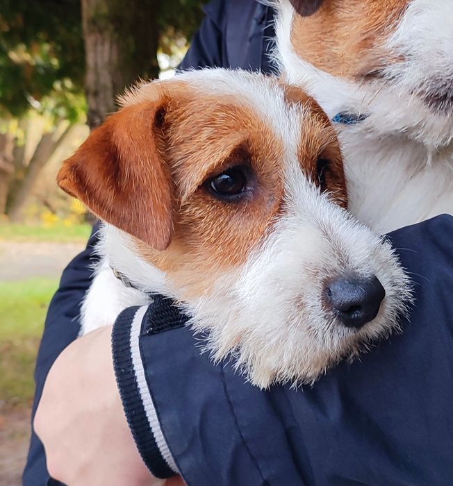 Щенки джек рассел терьера