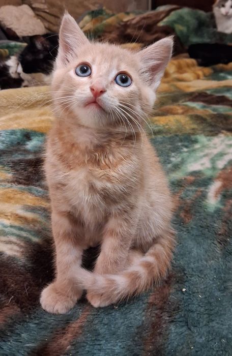 Котята, коты и кошки бесплатно
