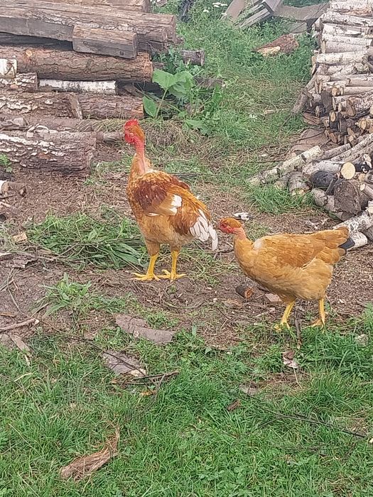 Sprzedam koguta i gołoszyjki parę