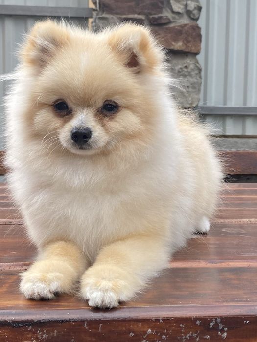 Померанський шпіц