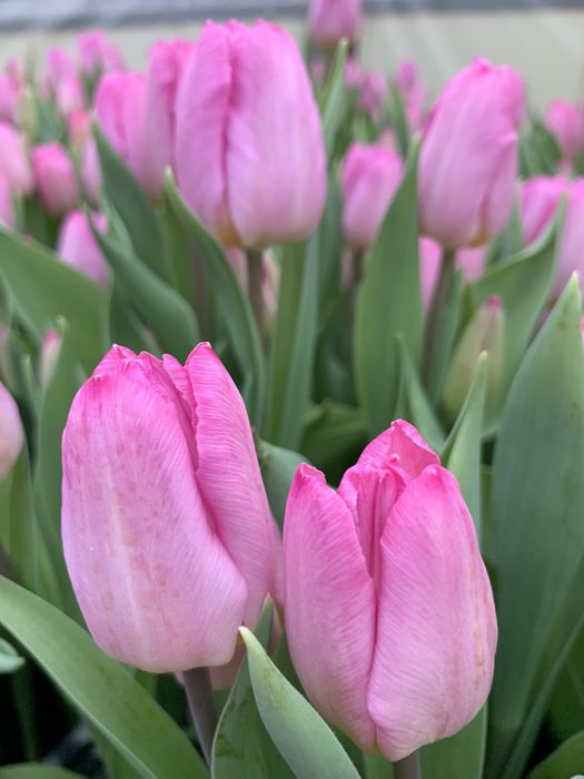 Продам луковицы галанского тюльпана