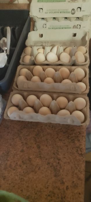 Sprzedam jajka kur silek