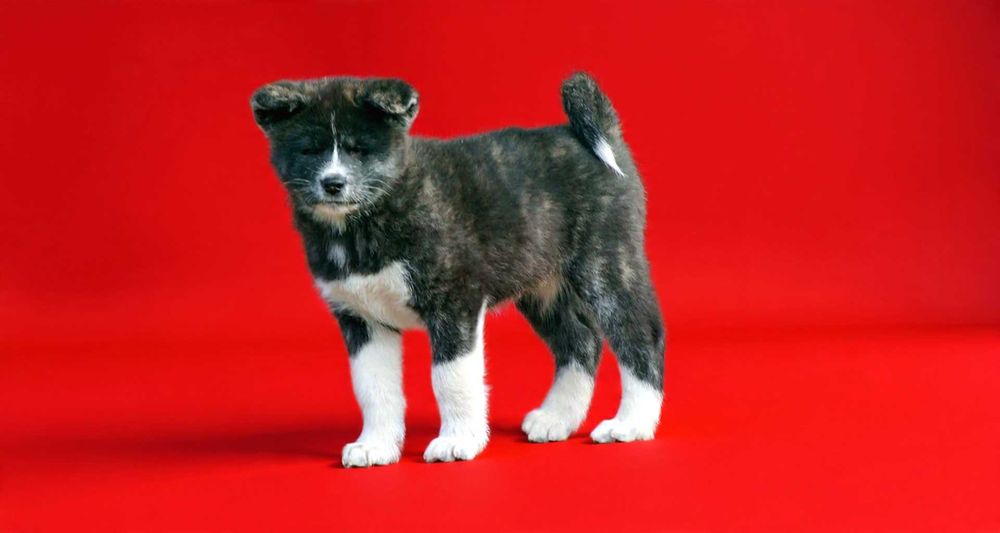 Akita Inu ZKwP / FCI , ciemna, pręgowana suczka