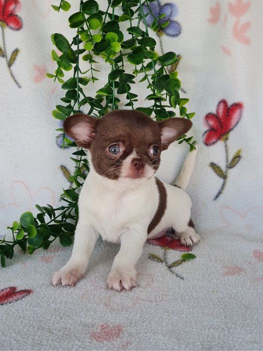 Excelente super miniatura menina Chihuahua/Chiuaua LinhagemRussa,Qualidad